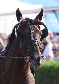 Tsunami Diamant Tsunami Diamant