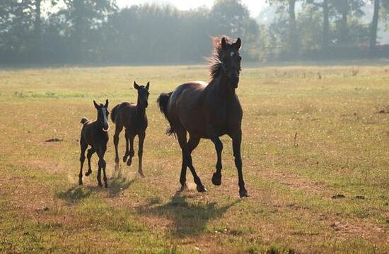 Zwillinge_large Zwillinge_large